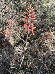 Aloe grandidentata