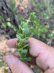Pimelea leptospermoides