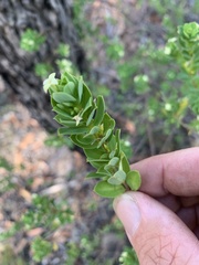 Pimelea leptospermoides