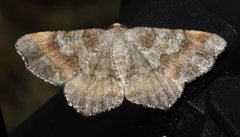 Macaria distribuaria