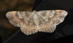 Macaria distribuaria