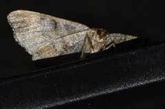 Macaria distribuaria