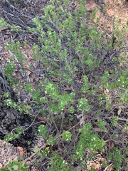 Pimelea leptospermoides