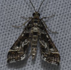 Diasemiopsis leodocusalis