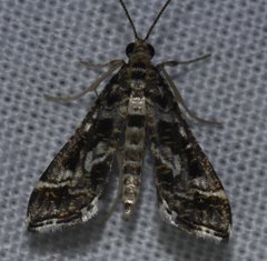 Diasemiopsis leodocusalis