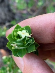 Pimelea leptospermoides