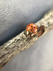 Harmonia axyridis