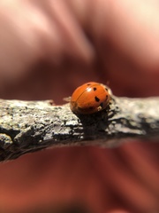 Harmonia axyridis