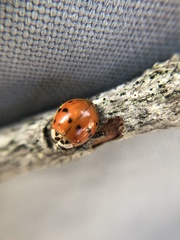 Harmonia axyridis