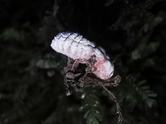 Coelostomidia zealandica