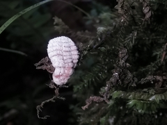 Coelostomidia zealandica