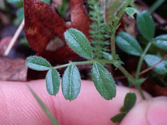 Vicia lathyroides