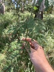 Desmanthus pernambucanus