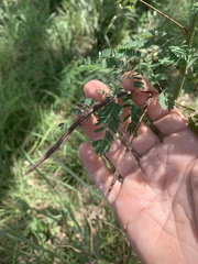 Desmanthus pernambucanus