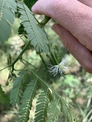 Desmanthus pernambucanus