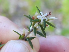Styphelia deformis