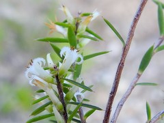Styphelia deformis