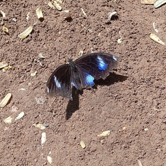 Hypolimnas bolina