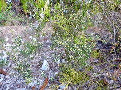 Styphelia deformis