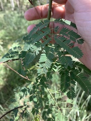 Desmanthus pernambucanus