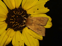 Zosteropoda clementei