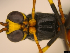 Trichomma biroi
