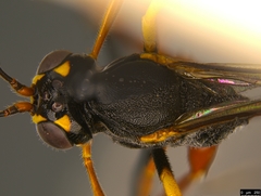 Trichomma biroi
