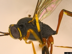 Trichomma biroi