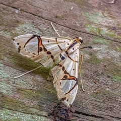 Pycnarmon