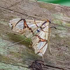Pycnarmon