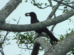 New Caledonian Crow photo 5