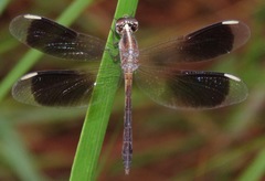 Ypirangathemis calverti