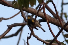Setophaga coronata