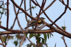 Setophaga coronata