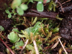 Philonotis capillaris