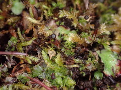 Fossombronia longiseta