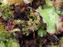 Fossombronia longiseta