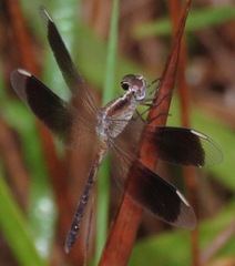Ypirangathemis calverti