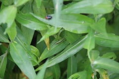 Gesonula punctifrons