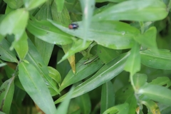 Gesonula punctifrons