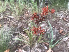 Haemodorum coccineum