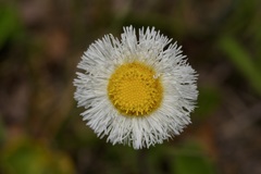 Erigeron procumbens