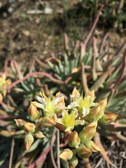 Dudleya virens hassei