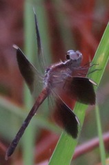 Ypirangathemis calverti