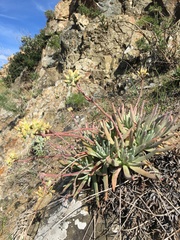 Dudleya virens hassei