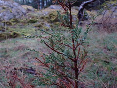 Juniperus maritima
