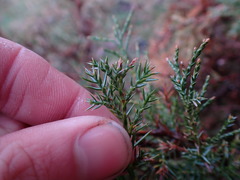 Juniperus maritima