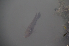 Amphilophus labiatus × cichlasoma trimaculatum