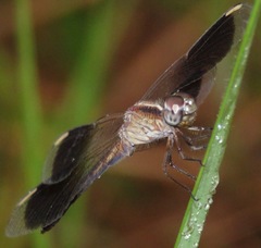 Ypirangathemis calverti