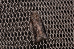 Etanna clopaea
